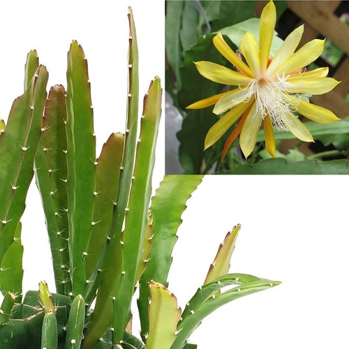Epiphyllum fruhlings gold - epiphyllum,