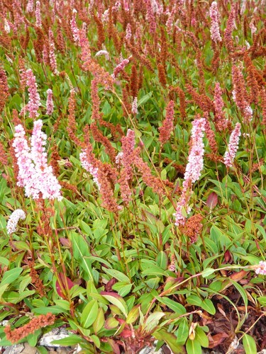 Bare root persicaria - 4x,