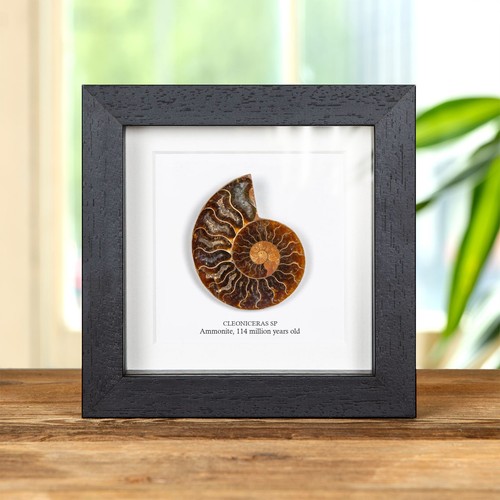 Cut polished ammonite - &,