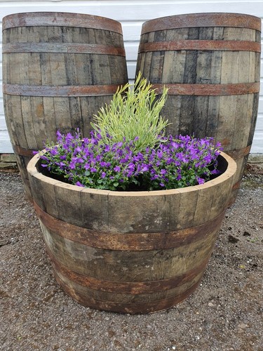 Large oak half - large,