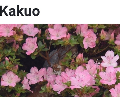 Beautiful flowering satsuki - beautiful,
