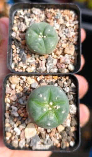Spineless mexican cactus - cactus,