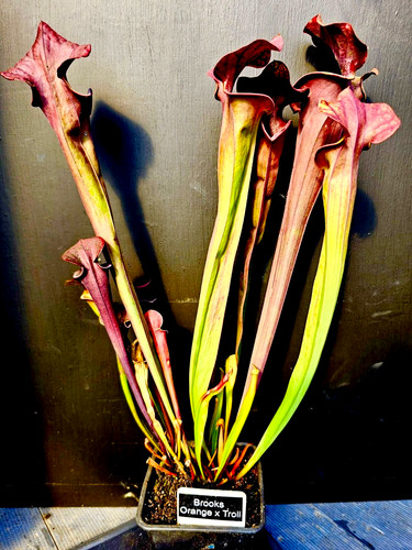 Sarracenia brooks orange - brooks,