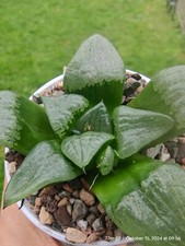 Haworthia Akanko Succulent