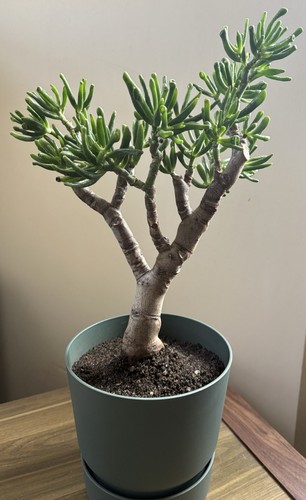 Large crassula gollum - large,