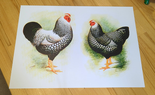 Chicken wall art - a3,