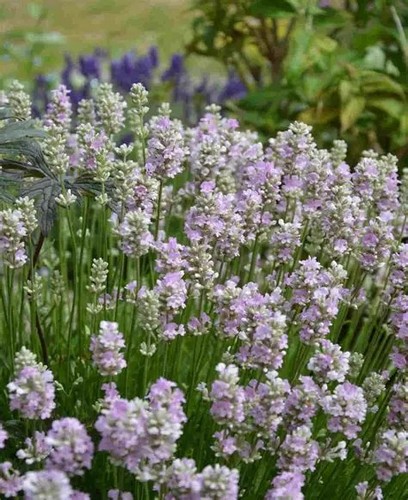 Lavender beezee pink - beezee,
