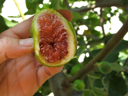 Fig tree brown turkey plants - turkey,