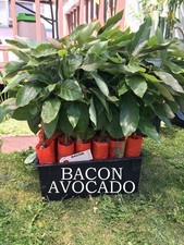 Bacon Avocado Tree, Grafted -