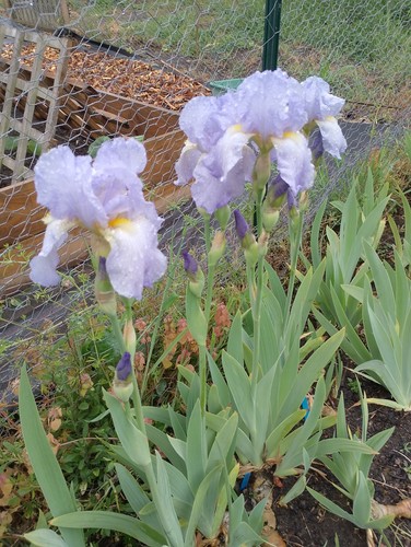 Iris germanica jane philips - jane,
