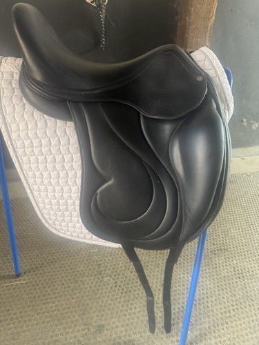Antares cadence dressage - antares,