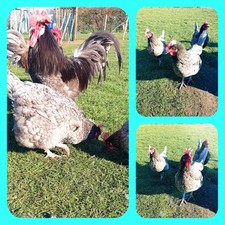 hatching eggs by Bresse Gauloise in blue purebred hatching eggs