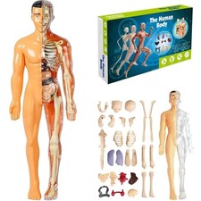 3D Human Body Structure Model Removable Organs Bones Torso Skeleton Model Kits