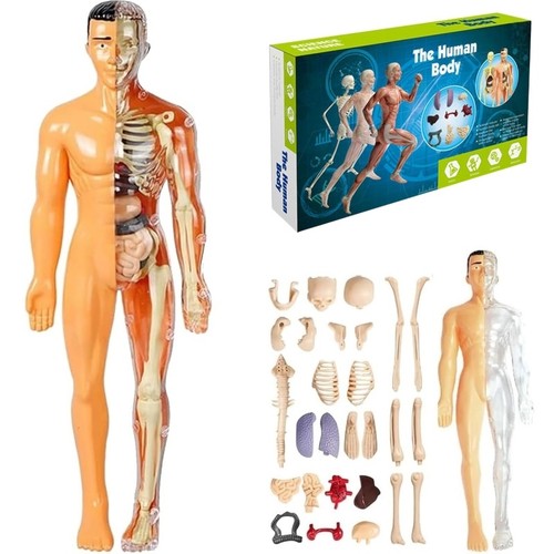 Human body structure model - 3d,