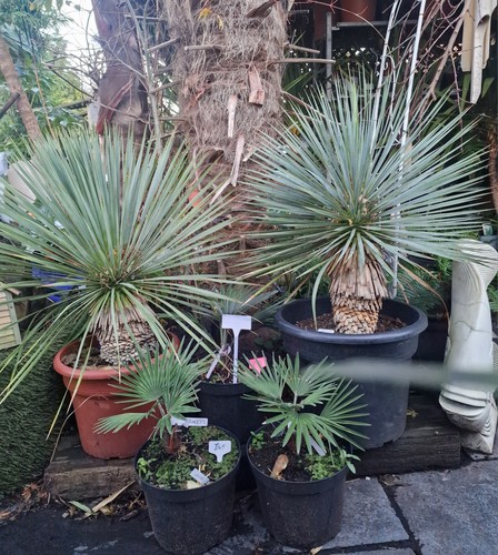 Yucca rostrata 100 - yucca, 100-110cm