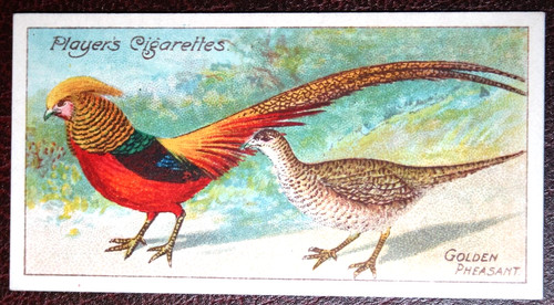 Golden pheasant pair - pheasant,
