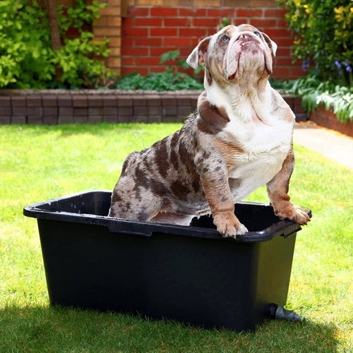 Dog cat pet - pet, bathtub