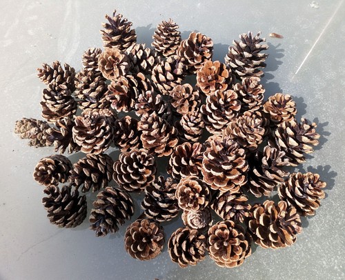 Corsican pine cones - ,