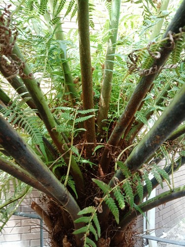 Tree fern spore cyathea - tree,