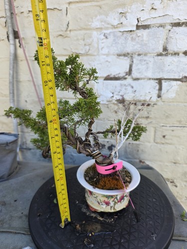 Juniper bonsai about years - 12,