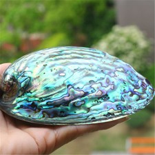 1x Natural Blue Abalone Shell