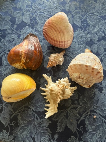 Sea shells from - 6, collector