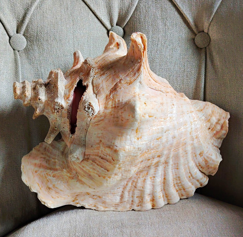 Large natural unpolished conch - large,