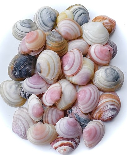 Mixed small seashells - small,