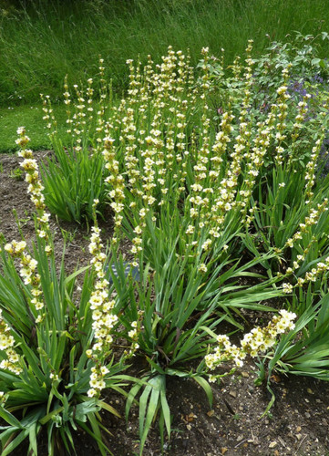 10x sisyrinchium striatum - sisyrinchium,