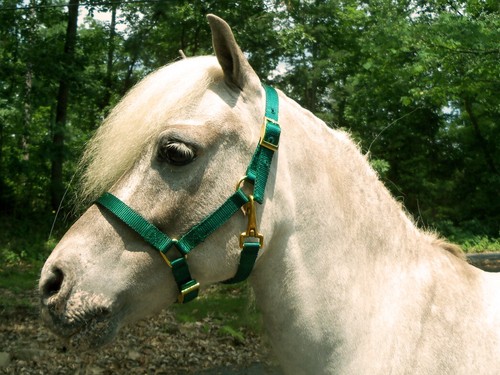 Miniature horse adjustable - miniature,