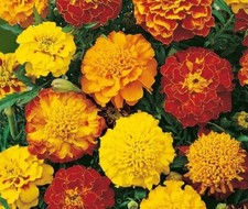 Tagetes patula nana. fl. pl. low sparky mix 1kg