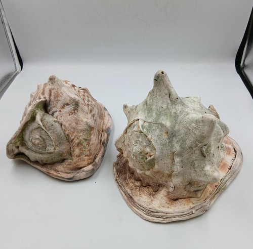 Large conch shells - 2,