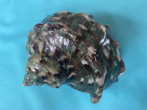 Turbo marmoratus green - turbo,