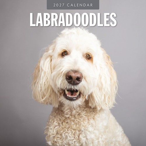 Labradoodles 2027 square - labradoodles,