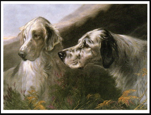 English setter dogs head - dogs,