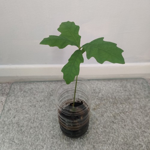 English oak tree seedling - english,