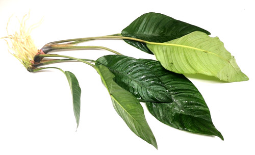 Anubias heterophylla large - anubias,