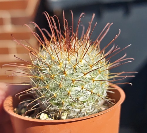Mammillaria magnifica - mammillaria,