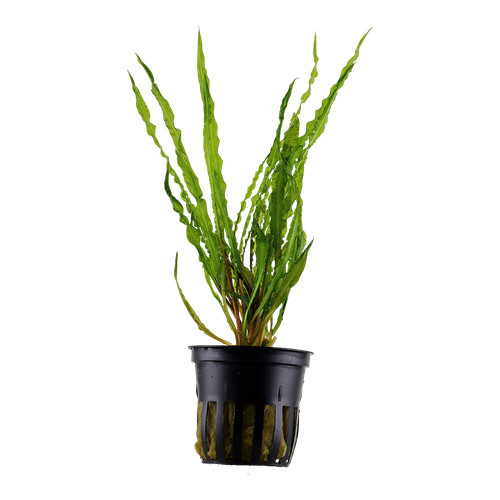Cryptocoryne crispatula