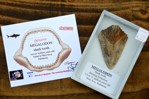 Wow genuine megalodon - genuine,