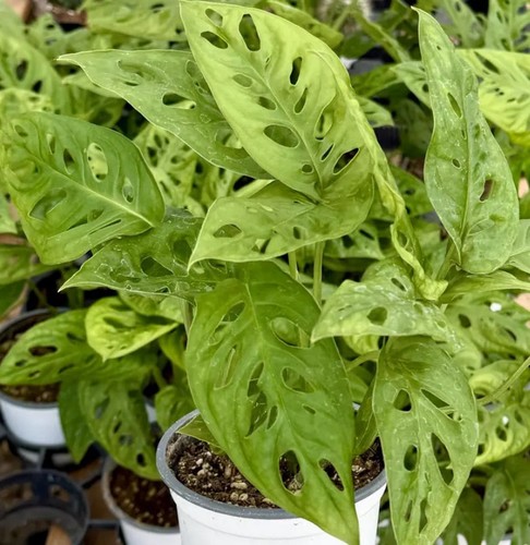 Swiss cheese plant - swiss,