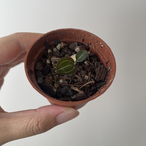 Jewel orchid ludisia discolor - orchid,