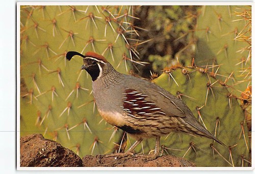 Postcard gambel quail bird - postcard,