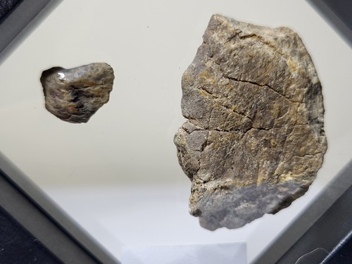 Triceratops dinosaur fossil - triceratops,
