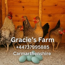 Crested Cream Legbar 12 fresh chicken eggs  