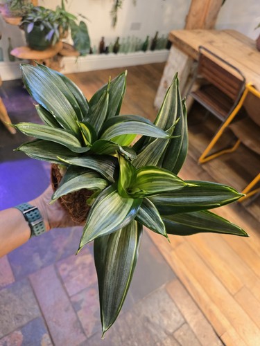 Sansevieria hahnii diamond - sansevieria, 'hahnii