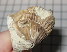 Devonian trilobite fossil
