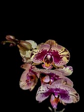 Rare Phalaenopsis Orchid. 1 Flower Spike. 12 Cm Pot. Beautiful Splashed Flowers 