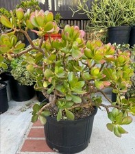 ROOTED Crassula ovata- jade plant (money plant) Houseplant Cutting- with Roots
