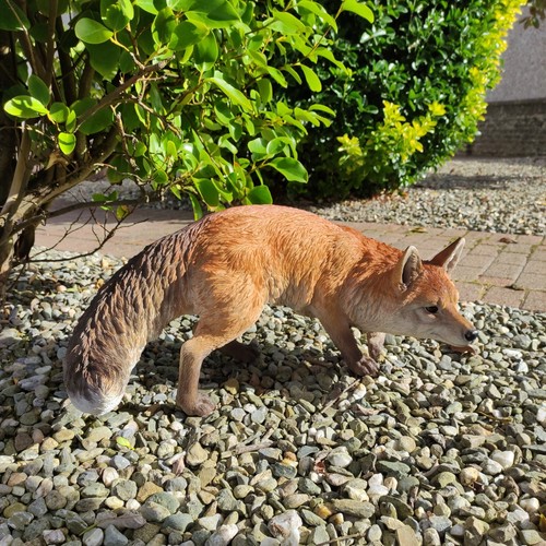 Real life prowling fox - -,